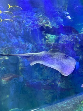 大分マリーンパレス水族館 「うみたまご」に投稿された画像（2024/10/13）