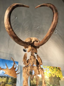 福井県立恐竜博物館に投稿された画像（2024/10/13）