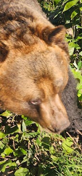 サホロリゾート　ベア･マウンテンに投稿された画像（2024/10/13）