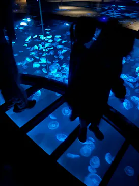 すみだ水族館に投稿された画像（2024/10/13）