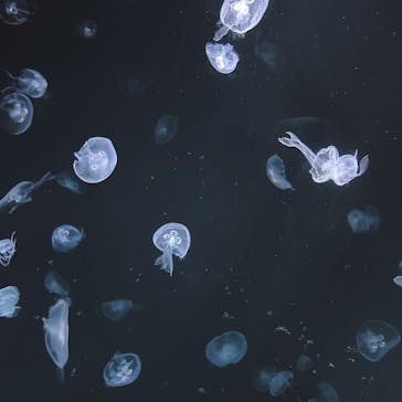 サンシャイン水族館に投稿された画像（2024/10/13）