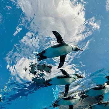 サンシャイン水族館に投稿された画像（2024/10/13）
