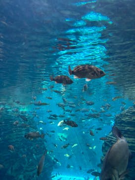 上越市立水族博物館 うみがたりに投稿された画像（2024/10/14）