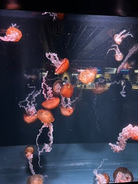 京都水族館に投稿された画像（2024/10/14）