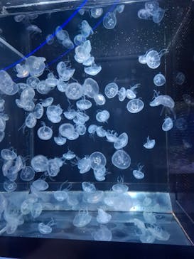 京都水族館に投稿された画像（2024/10/14）