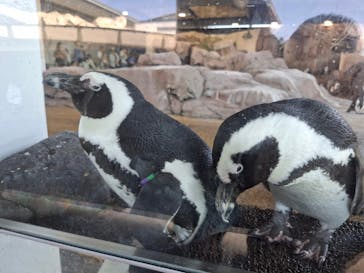 京都水族館に投稿された画像（2024/10/14）