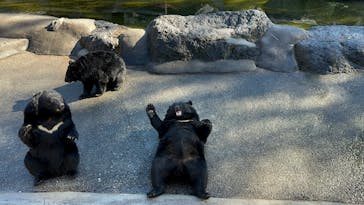 奥飛騨クマ牧場に投稿された画像（2024/10/14）