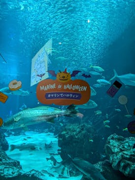 マリンワールド海の中道に投稿された画像（2024/10/14）