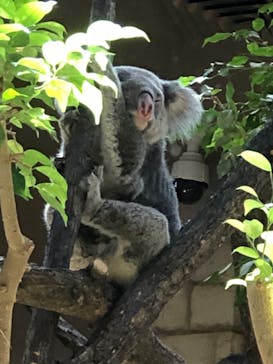 名古屋市東山動植物園に投稿された画像（2024/10/14）