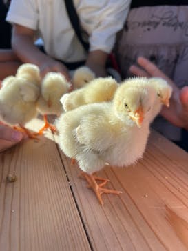 しろとり動物園に投稿された画像（2024/10/14）