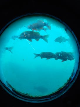 串本海中公園水族館に投稿された画像（2024/10/14）