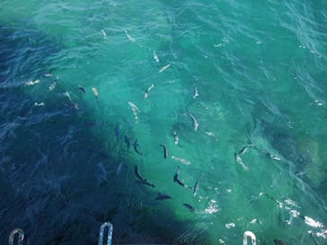 串本海中公園水族館に投稿された画像（2024/10/14）