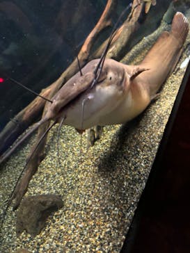 カワスイ 川崎⽔族館に投稿された画像（2024/10/14）