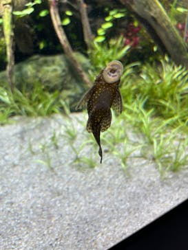 カワスイ 川崎⽔族館に投稿された画像（2024/10/14）