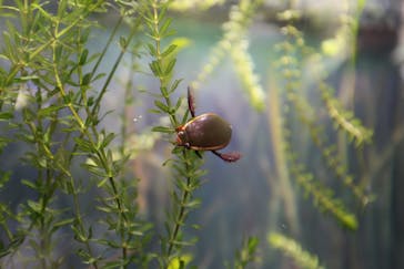 世界淡水魚園水族館　アクア・トトぎふに投稿された画像（2024/10/13）