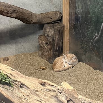 神戸どうぶつ王国に投稿された画像（2024/10/14）