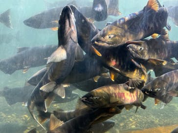 サケのふるさと 千歳水族館に投稿された画像（2024/10/14）