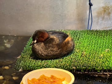 サケのふるさと 千歳水族館に投稿された画像（2024/10/14）