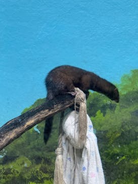 サケのふるさと 千歳水族館に投稿された画像（2024/10/14）