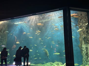 サケのふるさと 千歳水族館に投稿された画像（2024/10/14）