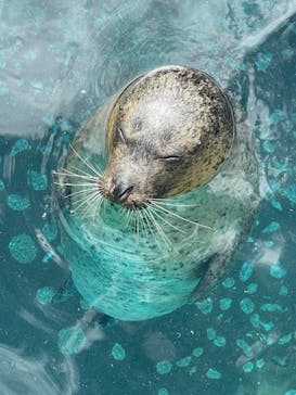 鴨川シーワールドに投稿された画像（2024/10/14）