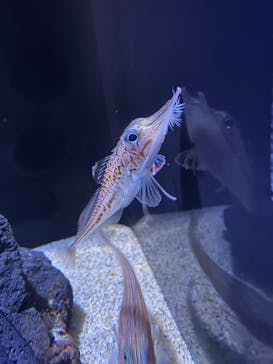 サンシャイン水族館に投稿された画像（2024/10/14）