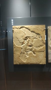 福井県立恐竜博物館に投稿された画像（2024/10/14）