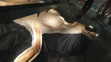 福井県立恐竜博物館に投稿された画像（2024/10/14）