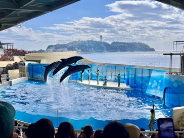 新江ノ島水族館に投稿された画像（2024/10/14）