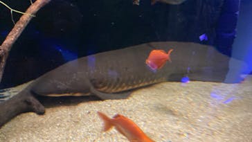 カワスイ 川崎⽔族館に投稿された画像（2024/10/14）