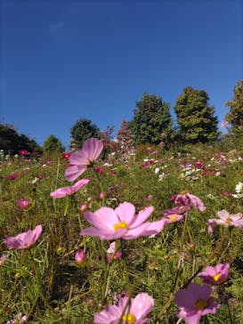 ガーデンミュージアム比叡に投稿された画像（2024/10/14）