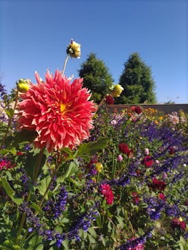 ガーデンミュージアム比叡に投稿された画像（2024/10/14）