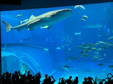 沖縄美ら海水族館に投稿された画像（2024/10/14）
