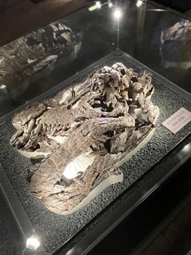 福井県立恐竜博物館に投稿された画像（2024/10/14）