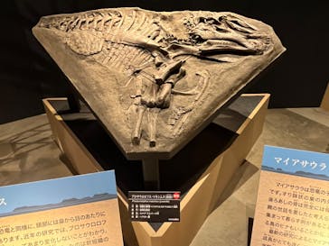 福井県立恐竜博物館に投稿された画像（2024/10/14）