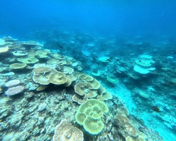 西表島 ADVENTURE PiPi（アドベンチャーピピ）に投稿された画像（2024/10/14）