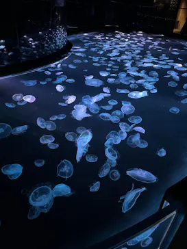 すみだ水族館に投稿された画像（2024/10/14）