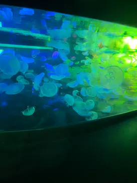 すみだ水族館に投稿された画像（2024/10/14）