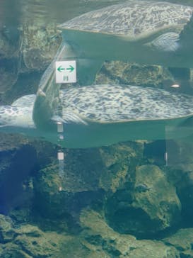 名古屋港水族館に投稿された画像（2024/10/14）