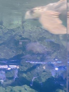 名古屋港水族館に投稿された画像（2024/10/14）