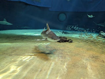 沖縄美ら海水族館に投稿された画像（2024/10/14）