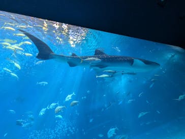 沖縄美ら海水族館に投稿された画像（2024/10/14）