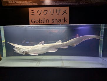 沖縄美ら海水族館に投稿された画像（2024/10/14）