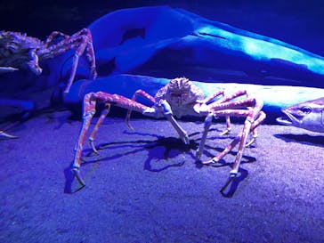 竹島水族館に投稿された画像（2024/10/14）