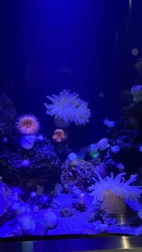 竹島水族館に投稿された画像（2024/10/14）