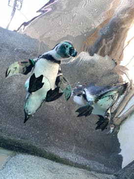 天王寺動物園に投稿された画像（2024/10/14）