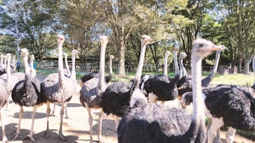 ダチョウ王国石岡ファームに投稿された画像（2024/10/14）