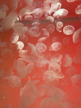 アクアワールド茨城県大洗水族館に投稿された画像（2024/10/14）