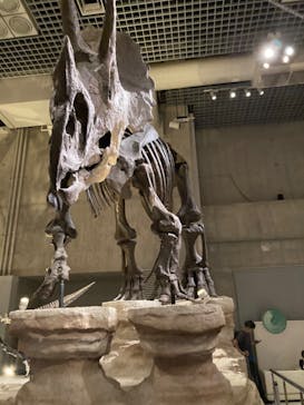 国立科学博物館に投稿された画像（2024/10/14）