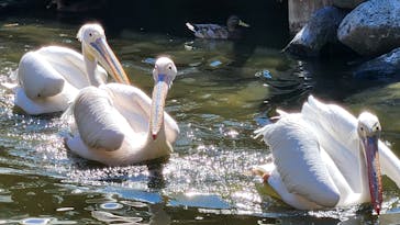 神戸どうぶつ王国に投稿された画像（2024/10/14）